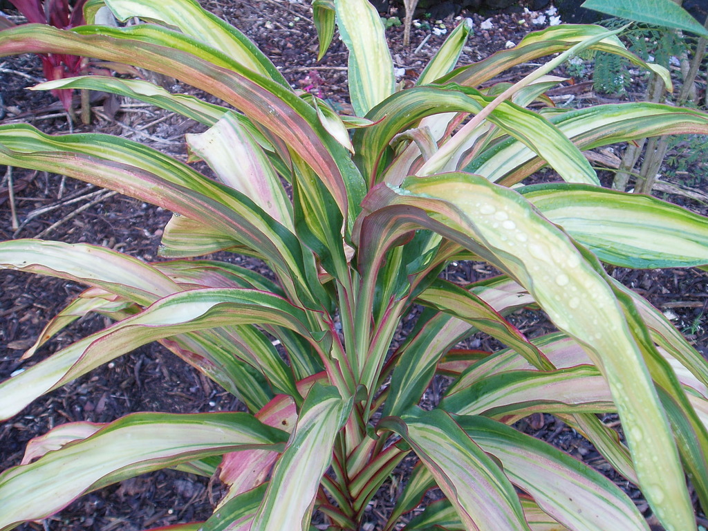 P1010100.jpg