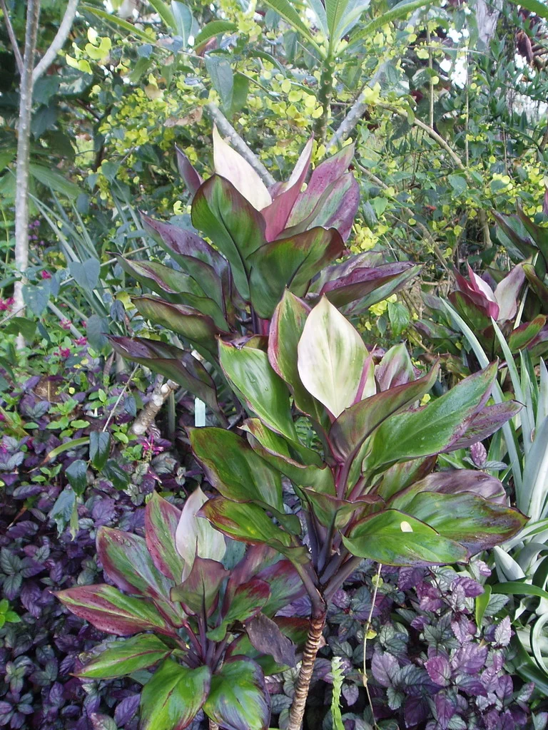 P1010113.jpg