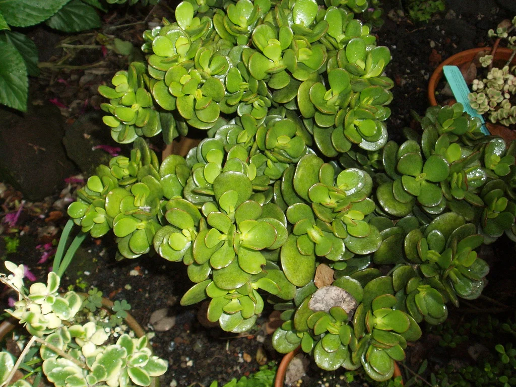 p1010123.jpg