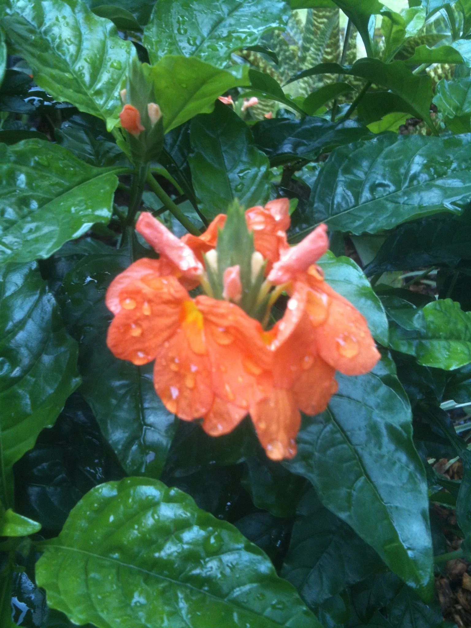 Crossandra_infundibuliformis-2.jpg