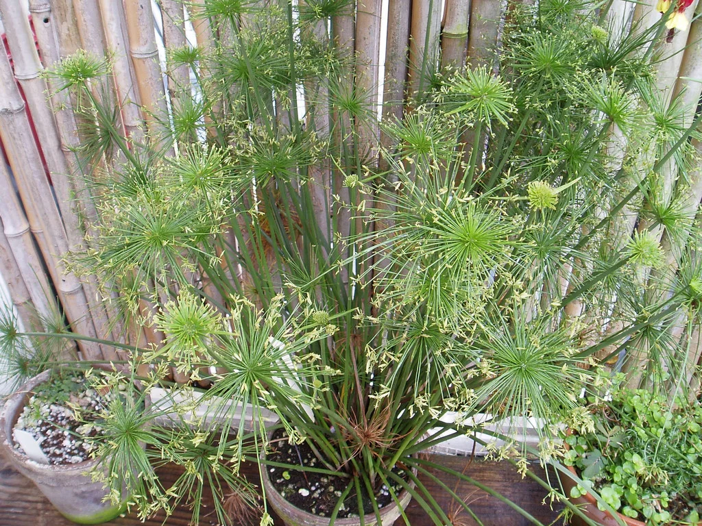 P7443523.jpg