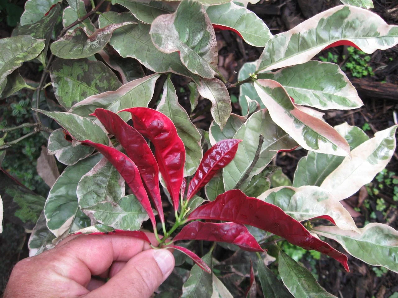 Excoecaria_bicolor_variegata.jpg