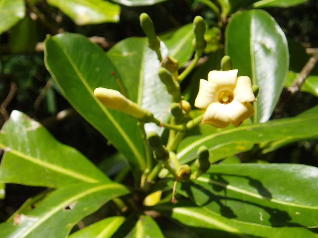 pa110030.jpg