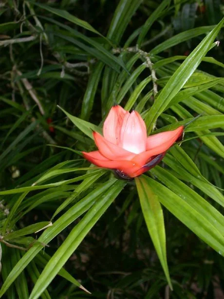 Freycinetia_arborea.jpg