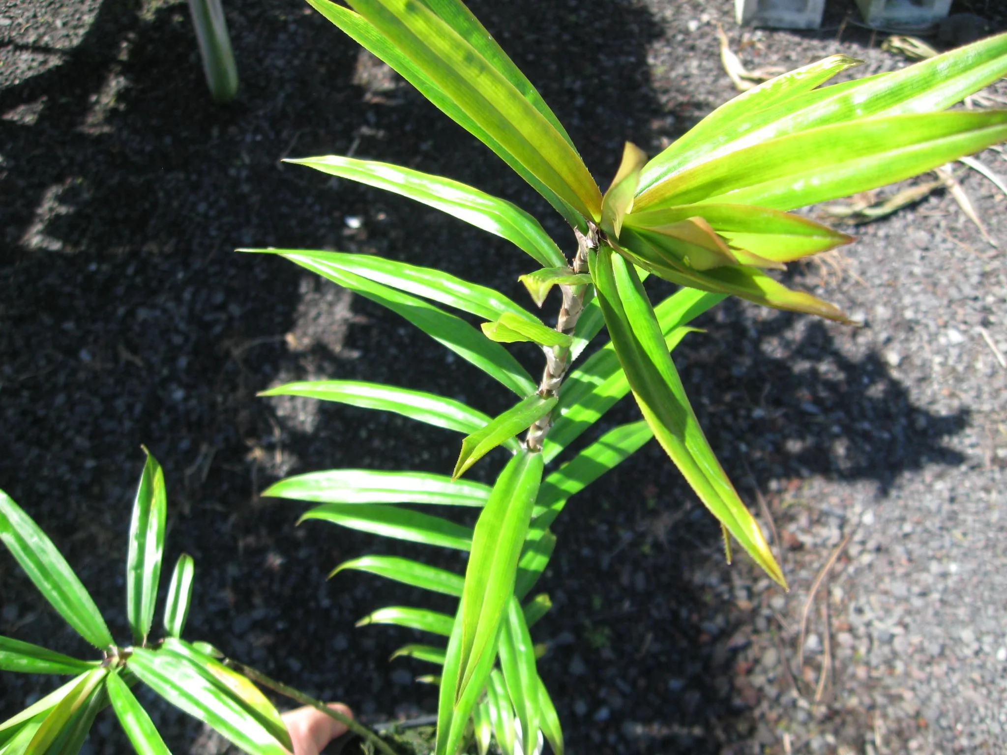 Freycinetia_arborea2.jpg