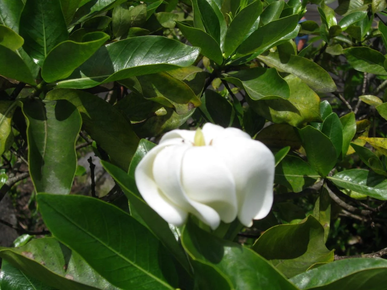 Gardenia_brighamii.jpg
