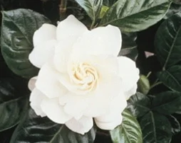 3757_first_love_gardenia_grafted_close_up.jpg
