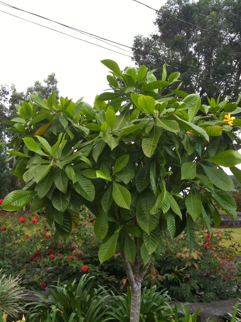 Gardenia carinata  Vintage Green Farms with Tom Piergrossi