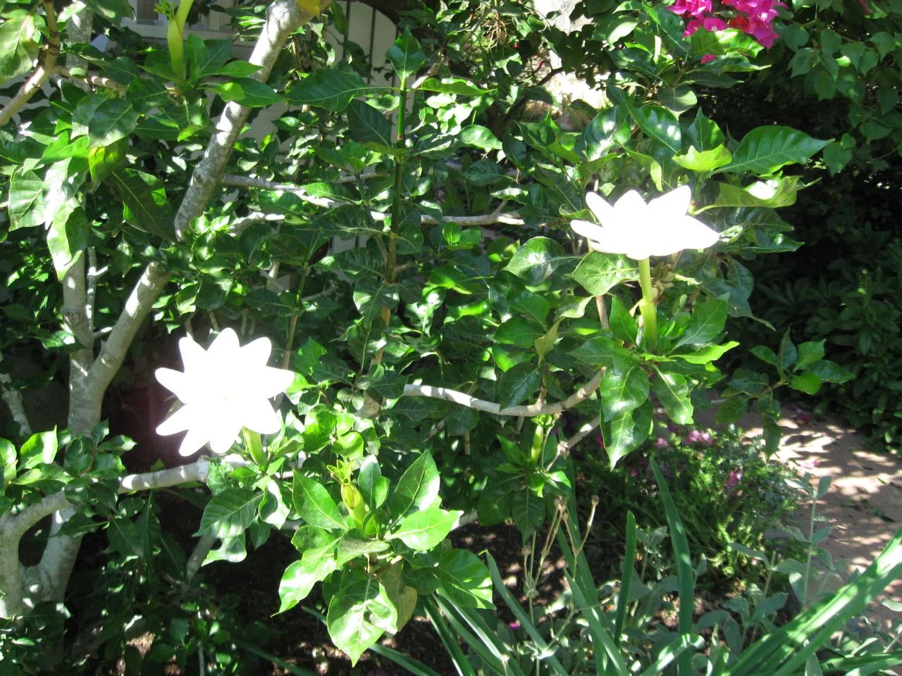 Gardenia_thunbergia-2.jpg