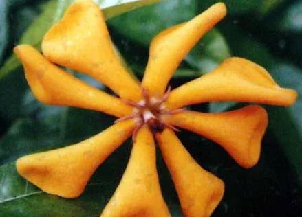 Gardenia_tubifera_Kula_-3.jpg