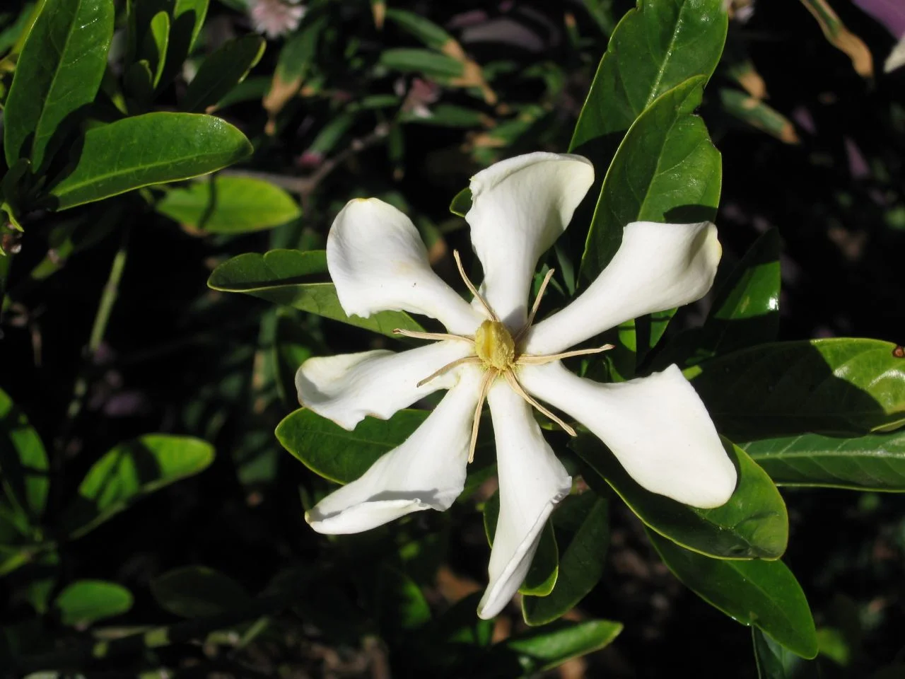 Gardenia thunbergia - Gardenia de bosque - Compra semillas en