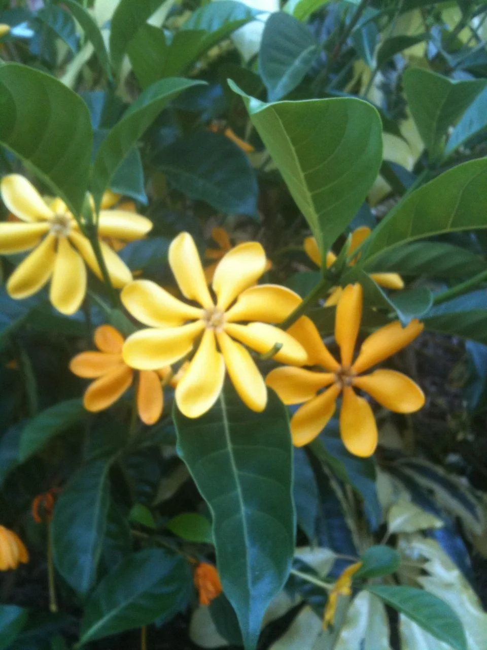 Gardenia_tubifera_Kula_-2.jpg