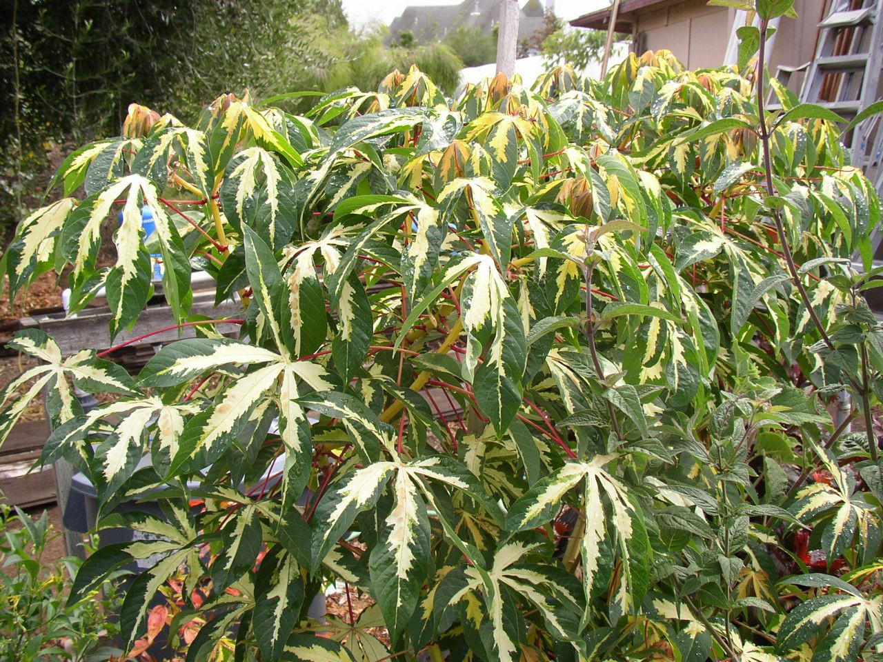Manihut_ensculenta_variegata.jpg