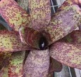 tn_Neoregelia_ampulacea.jpg
