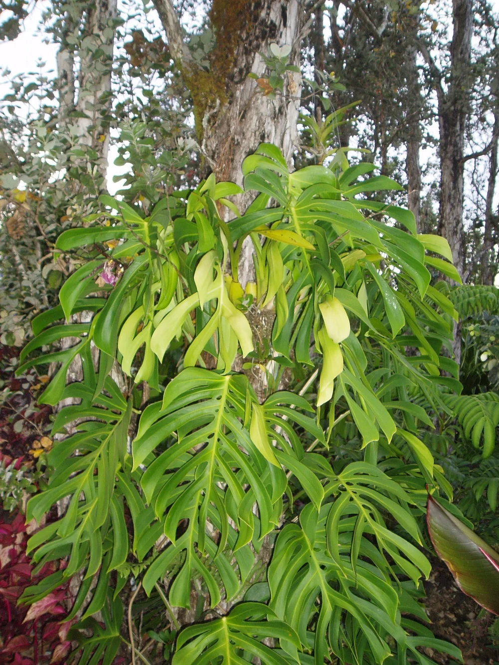 Monstera deliciosa var. sierrana — Vintage Green Farms with Tom