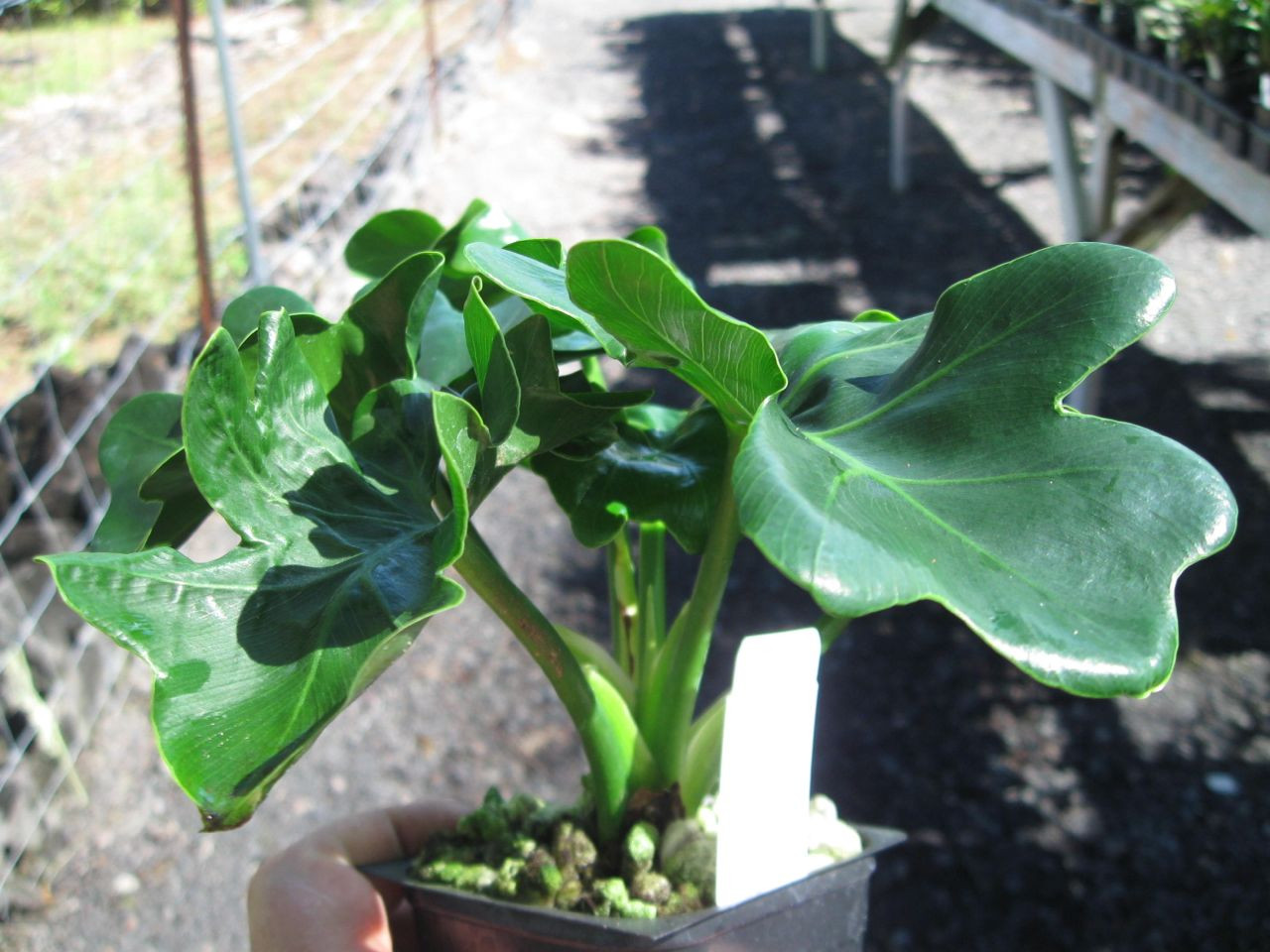 Philodendron_Atom-3.jpg