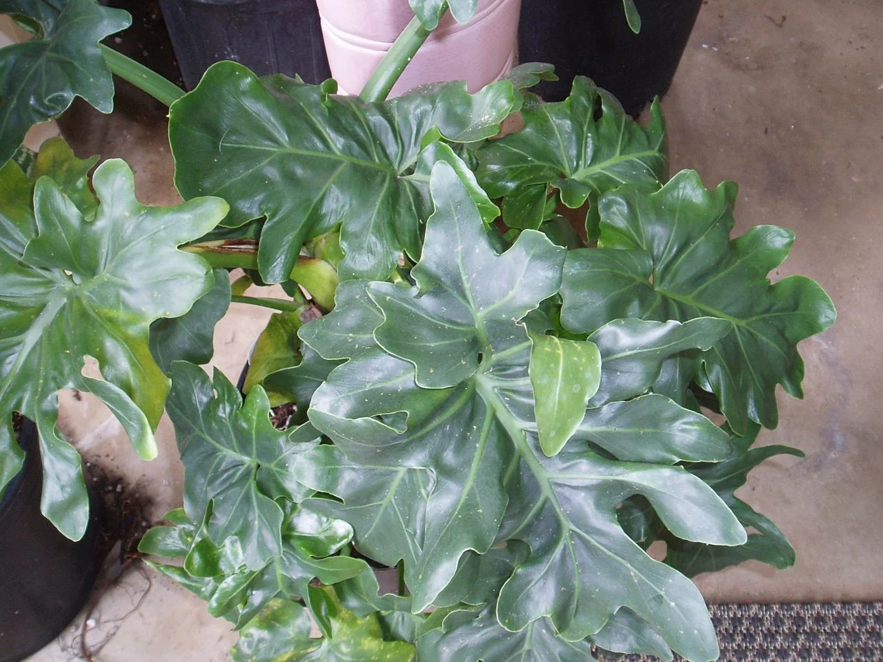 Philodendron 'Atom' — Vintage Green Farms with Tom Piergrossi