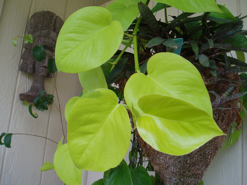 P1010075.jpg
