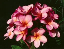 plumeria_guillots_sunset.jpg