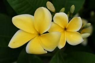 plumeria_mele_pa_bowman.jpg