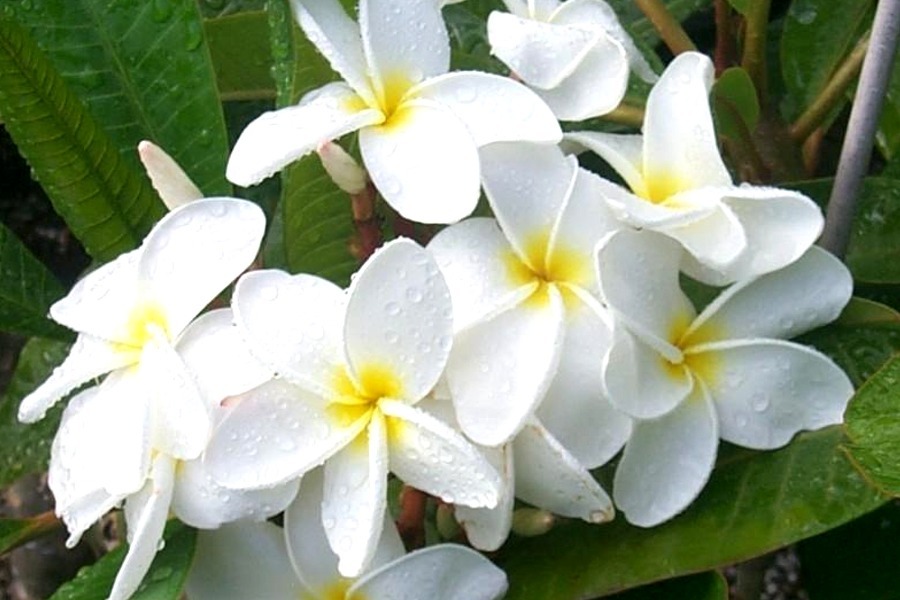 Plumeria rubra 'Samoan Fluff' - ('Tahitian White') — Vintage Green Farms  with Tom Piergrossi