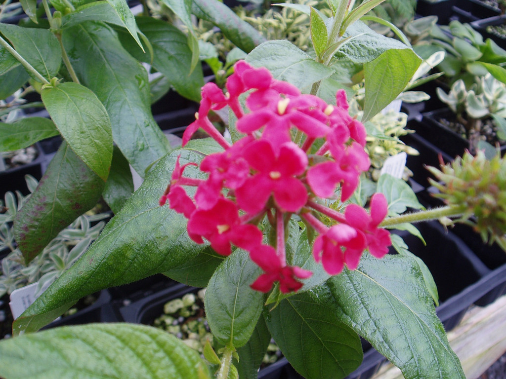 P1010003.jpg