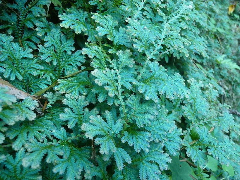 800px-Selaginella_uncinata_002.jpg