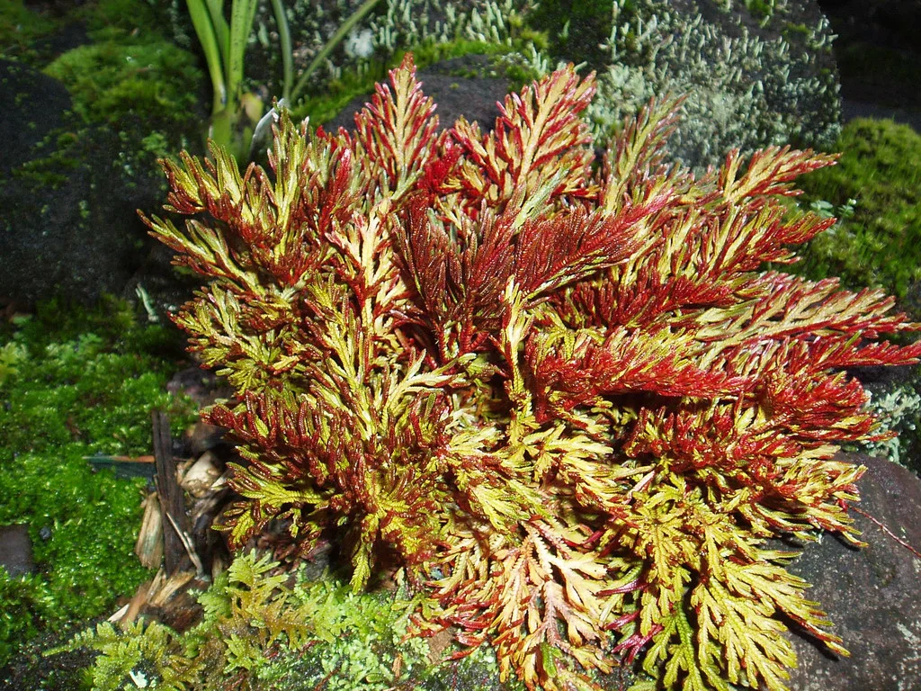 Selaginella erythropus 'Sanguinea' — Vintage Green Farms with Tom