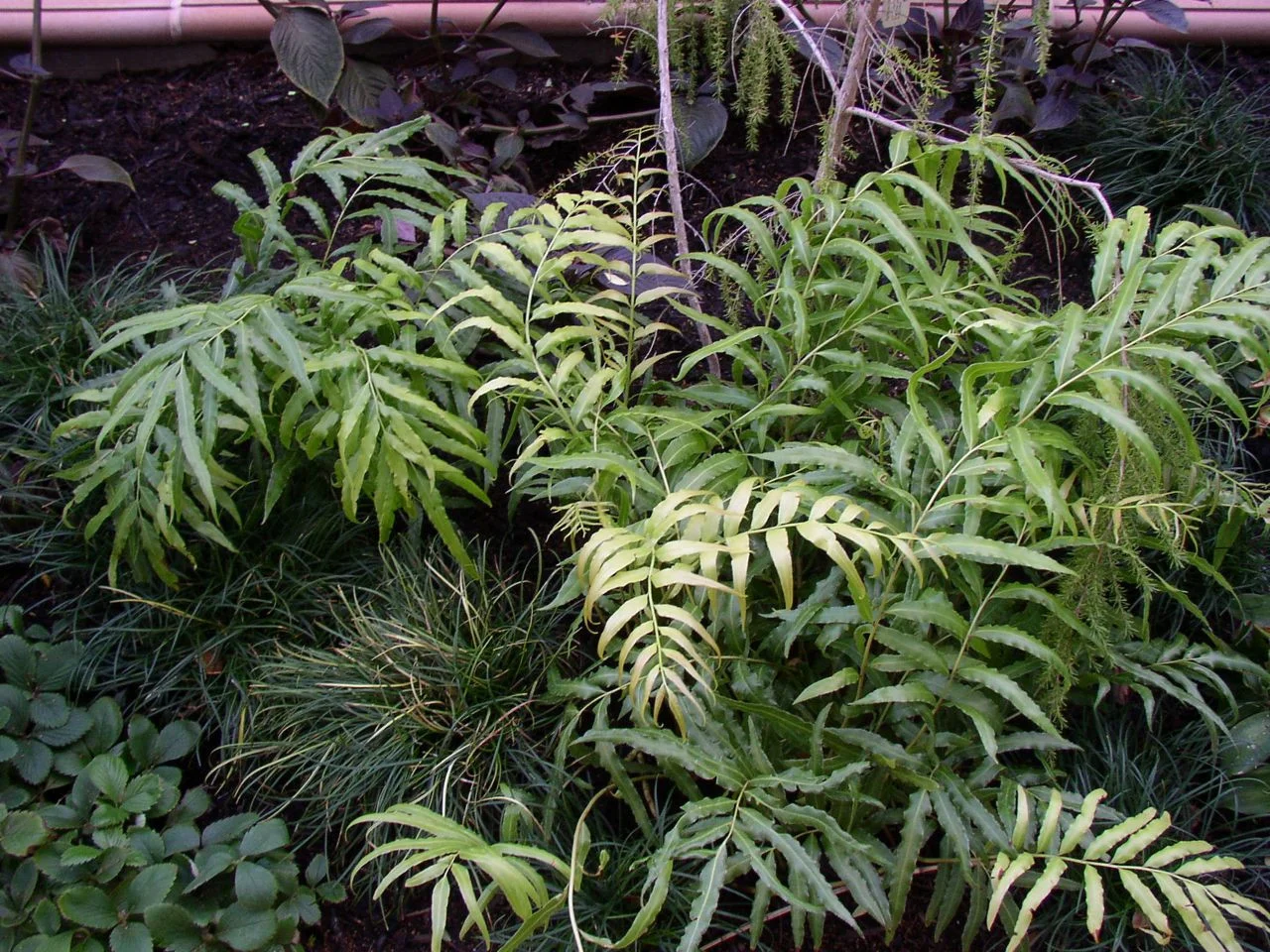Stenochlaena_tenuifolia_Climbing_Fern.jpg