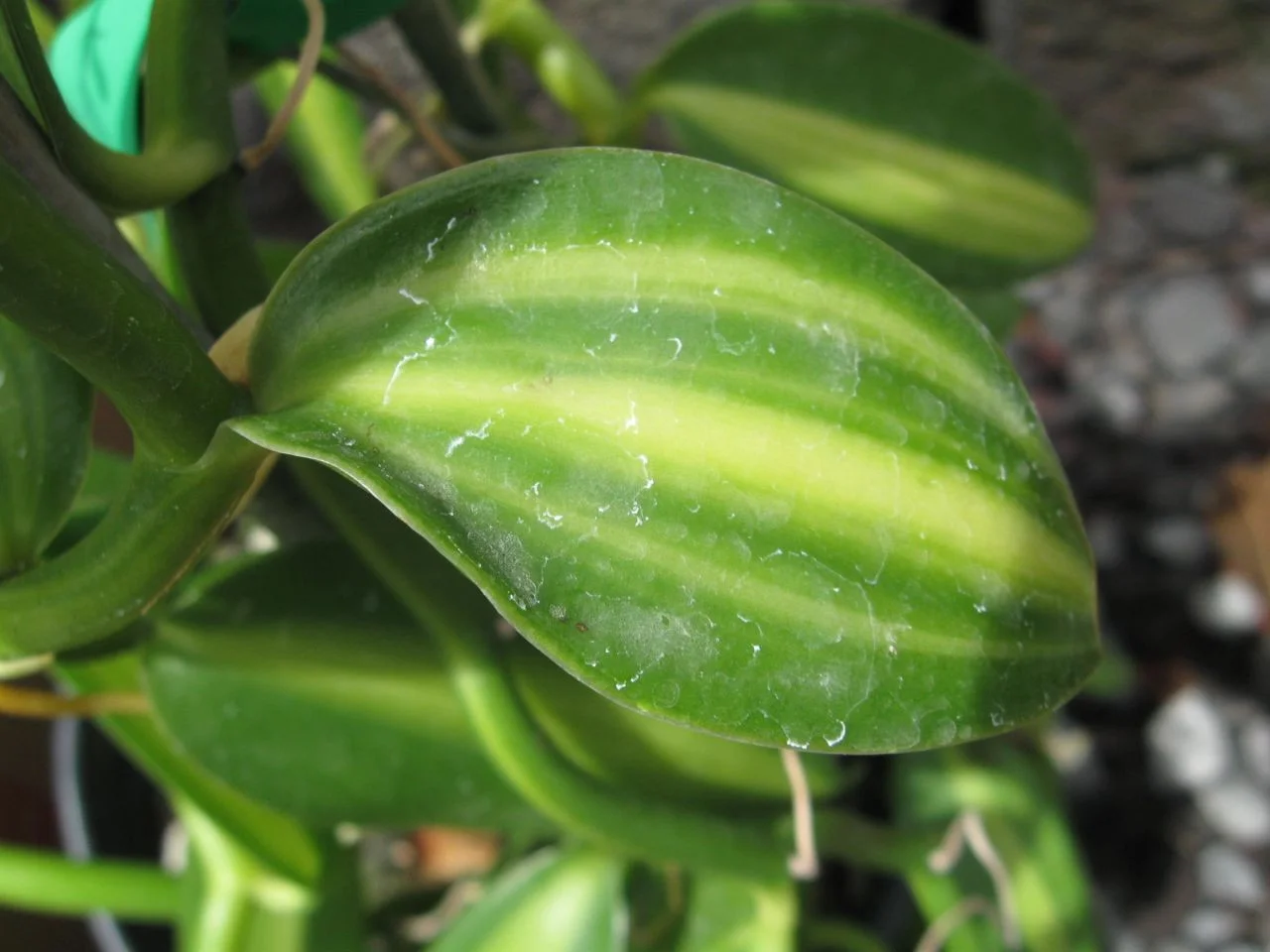 Vanilla_fragrans_Variegata_V._planifolia.jpg