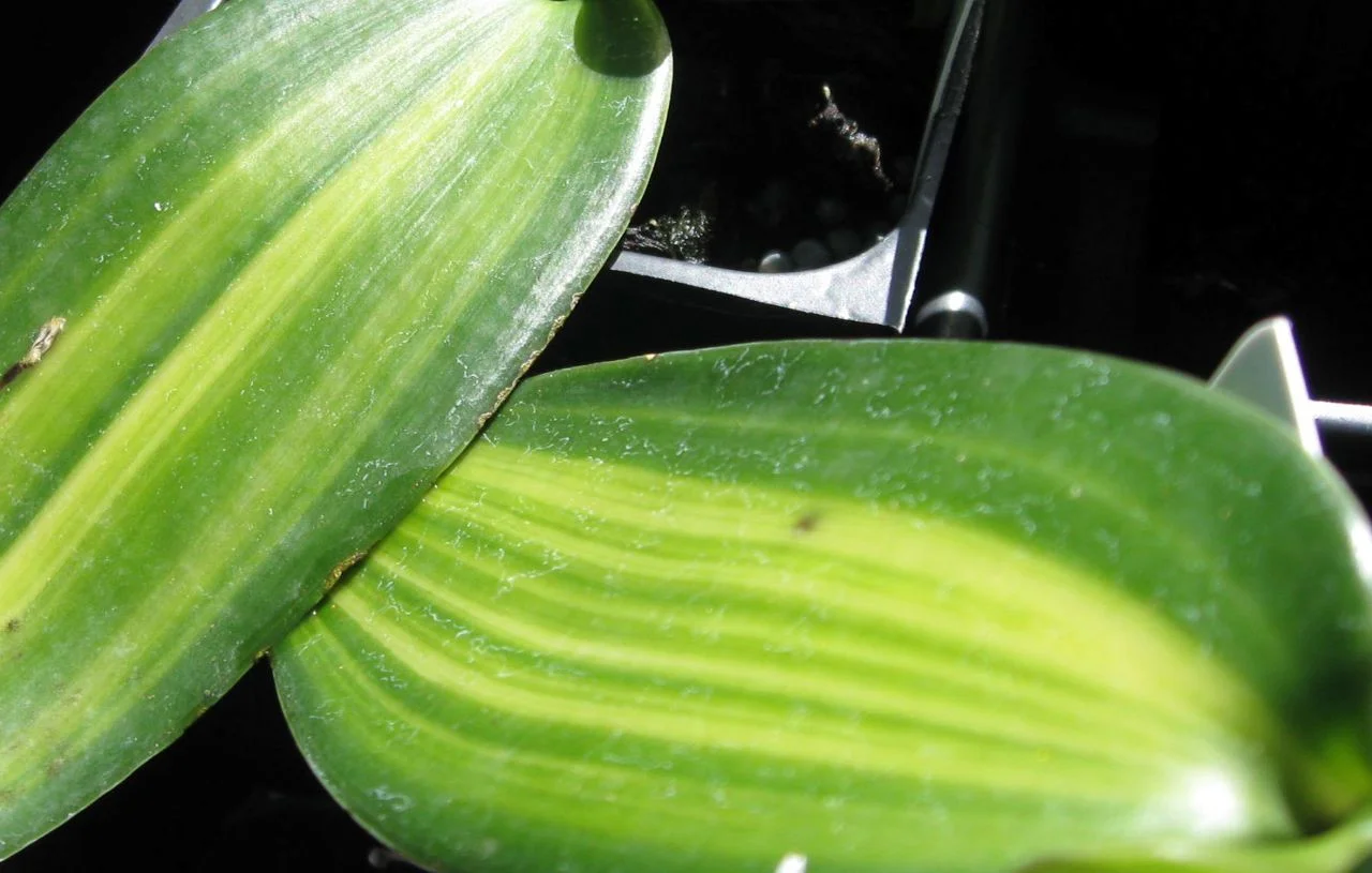 Vanilla_fragrans_Variegata_V._planifolia-2.jpg