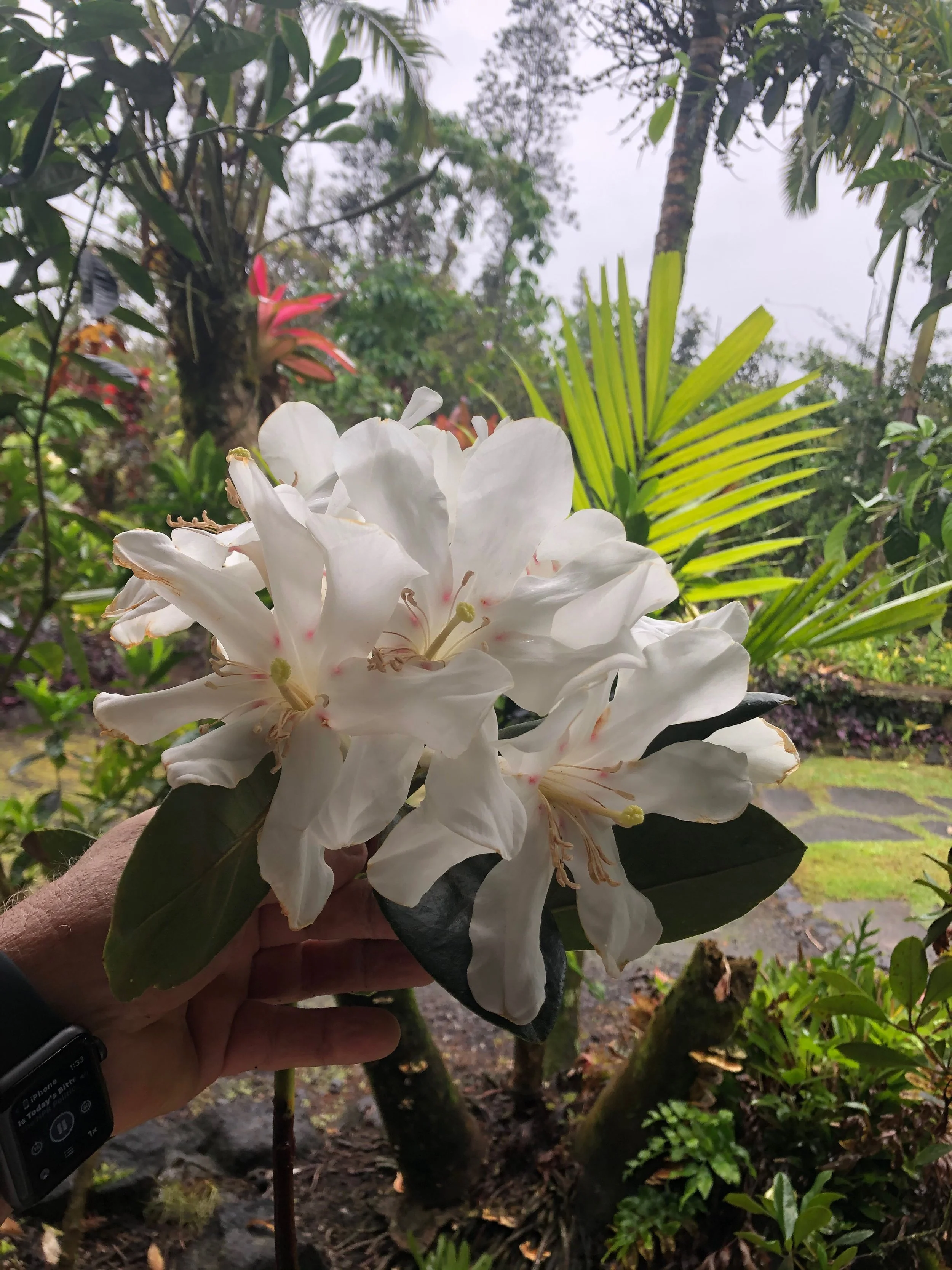 Rhododendron vireya 'Lake Habbema' (1).jpeg