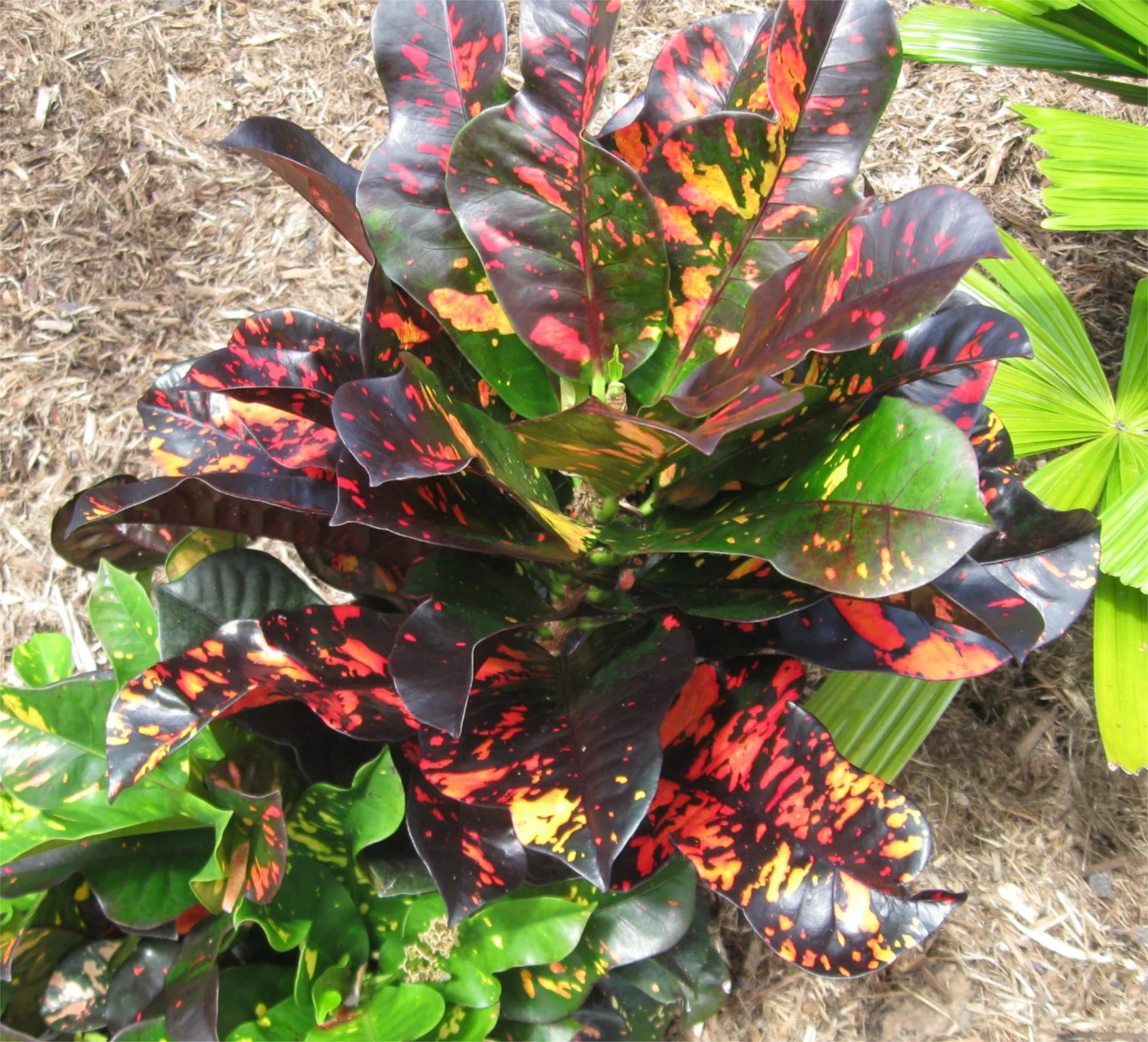 Codiaeum 'Magnificent'  Vintage Green Farms with Tom Piergrossi
