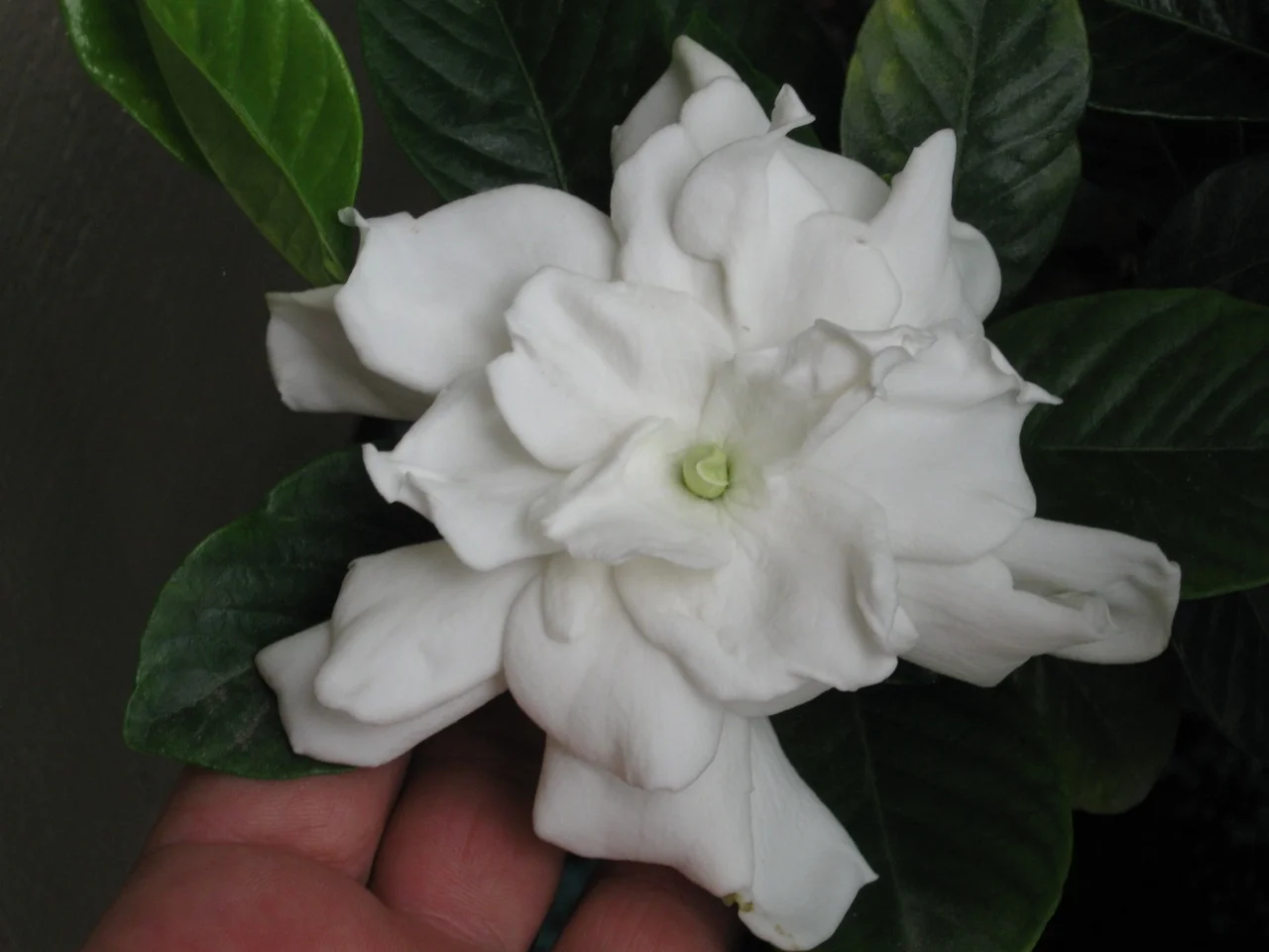 Gardenia jasminoides 'Mystery'.jpg
