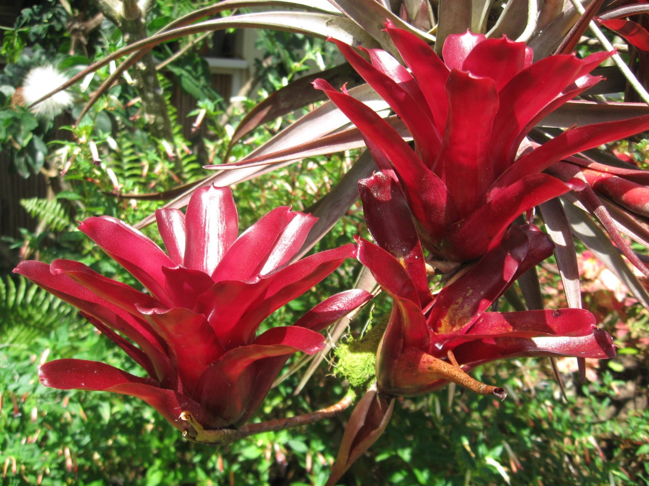 Neoregelia schultsiana 'Fireball'.jpg