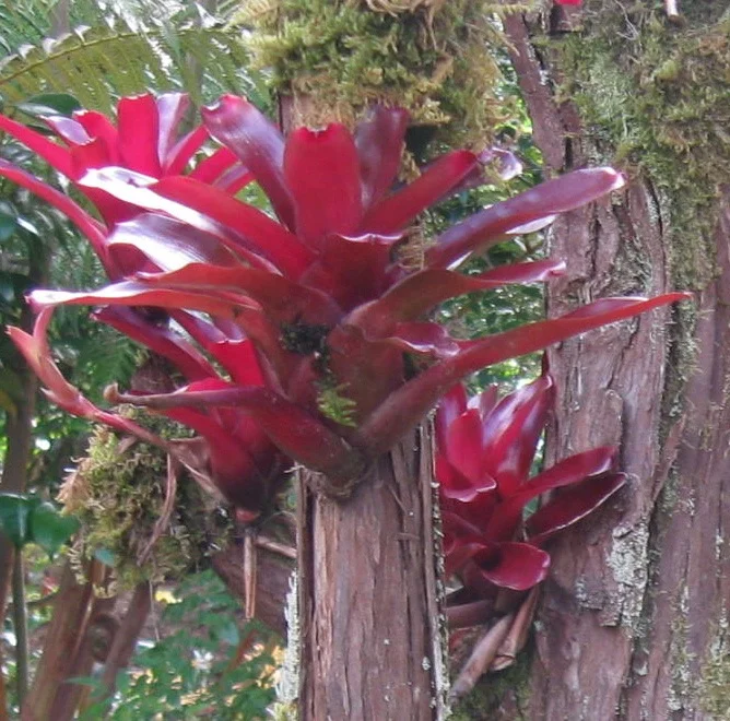 Neoregelia schultsiana 'Fireball' - Version 2.jpg