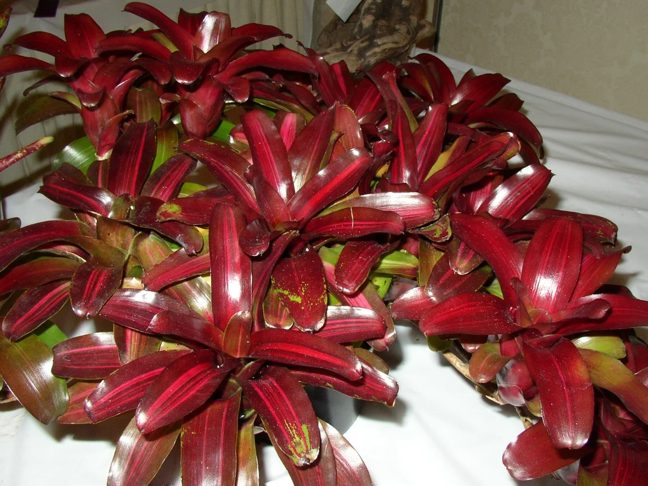 Neoregelia schultsiana 'Fireball Variegata'.jpg