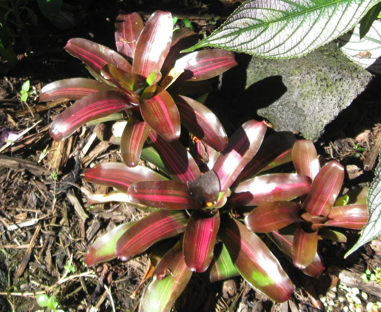 Neoregelia schultsiana 'Fireball Variegata'-2.jpg