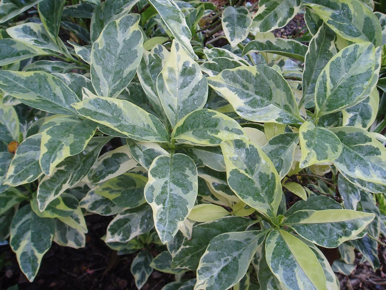 Pseuderanthemum carruthersii var. atropurpureum 'Variegatum'.jpg