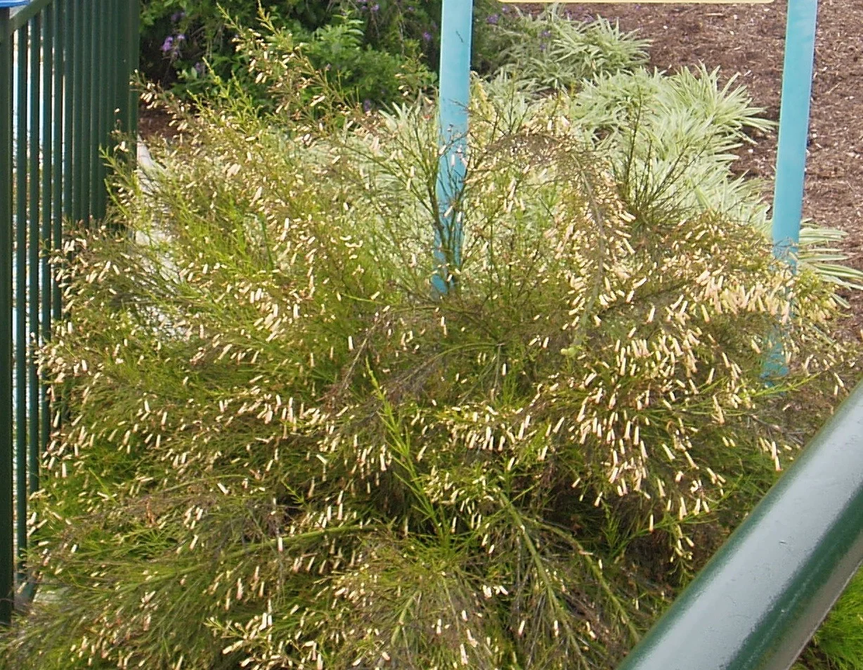 Russelia equisetiformis ‘Yellow’.jpg