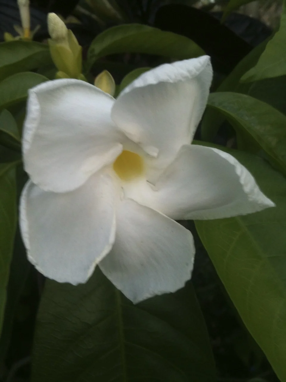 Stemmadenia galeottiana-2.jpg