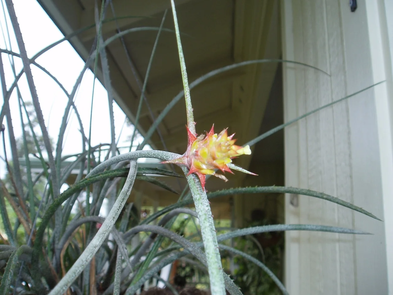Acanthostachys strobilacea.jpg