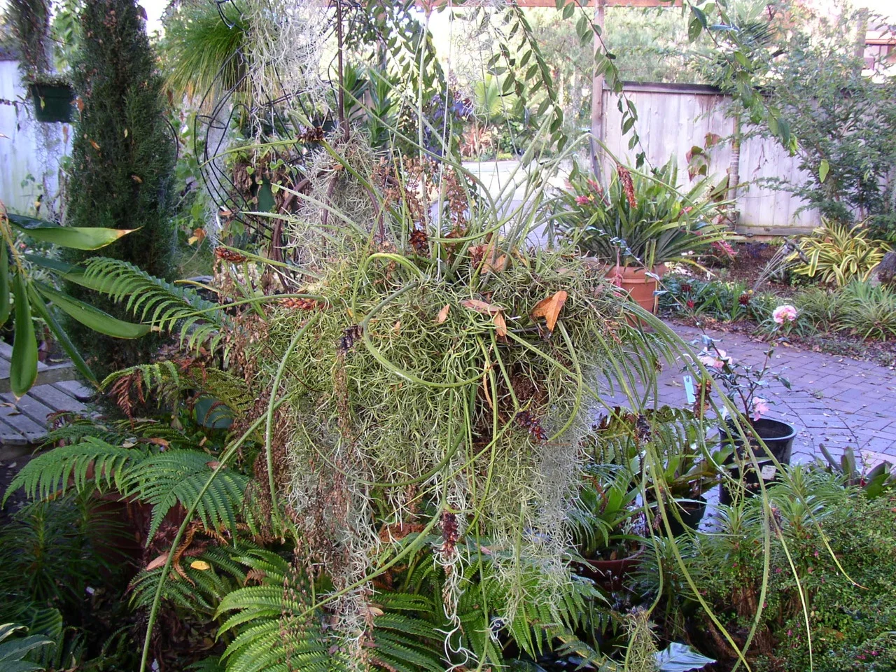acanthostachys_strobilacea.jpg