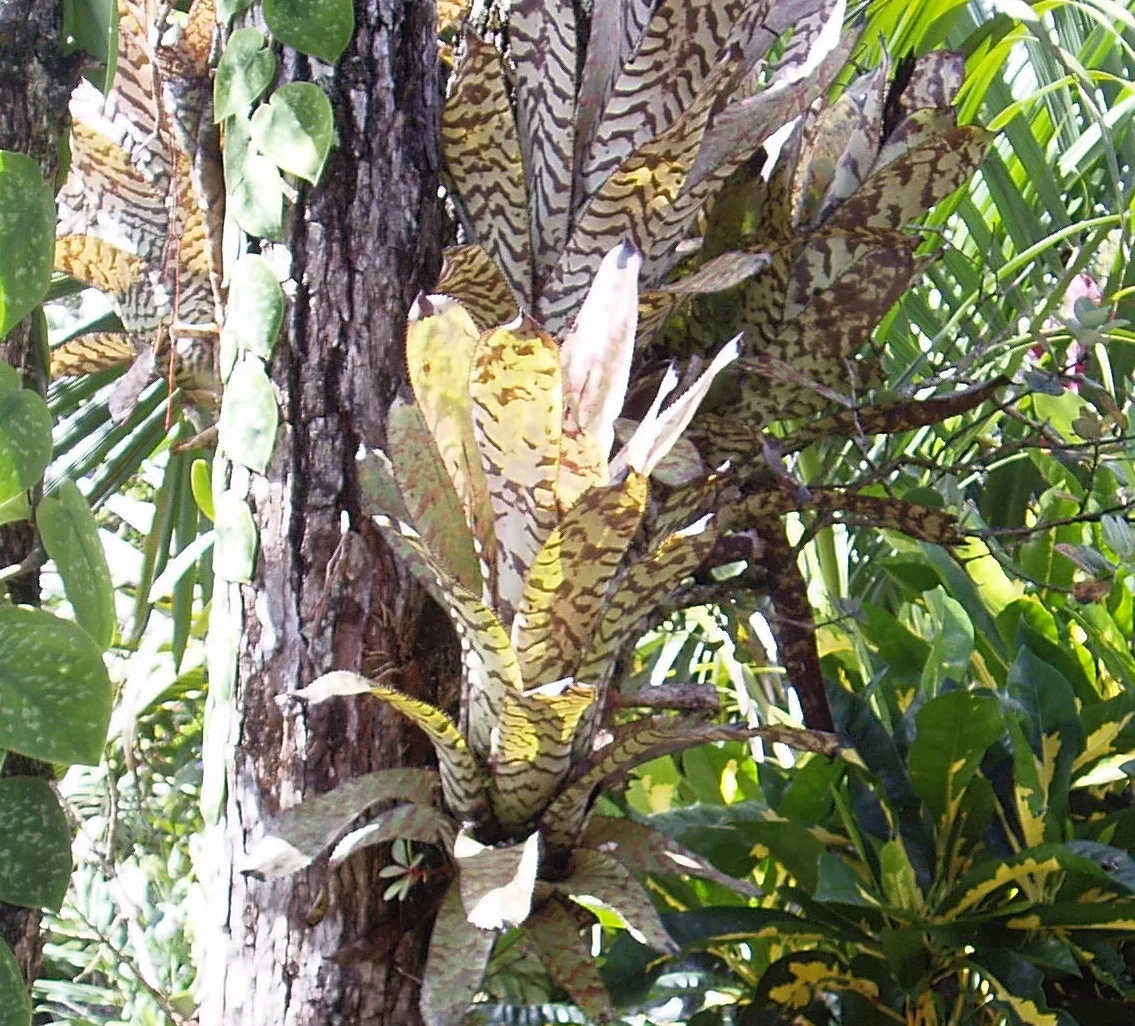 Aechmea 'Bert- like' 1.jpg