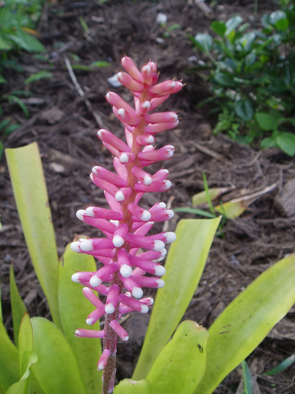 Aechmea gamosepela (Pink & White Form).jpg