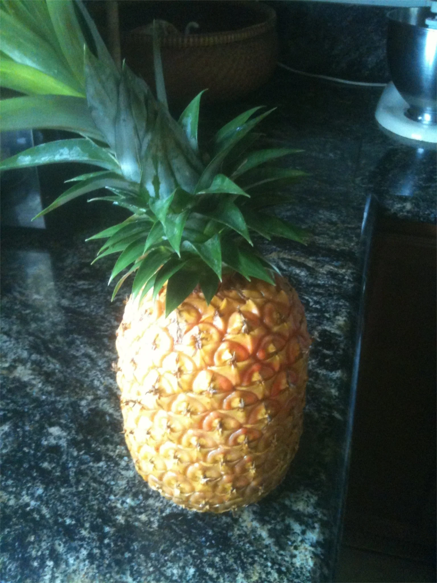 Ananas comosus 'Sugarloaf'-2.jpg