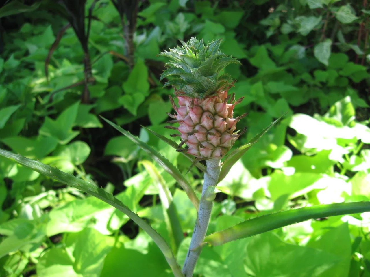 Ananas comosus nanus-3.jpg