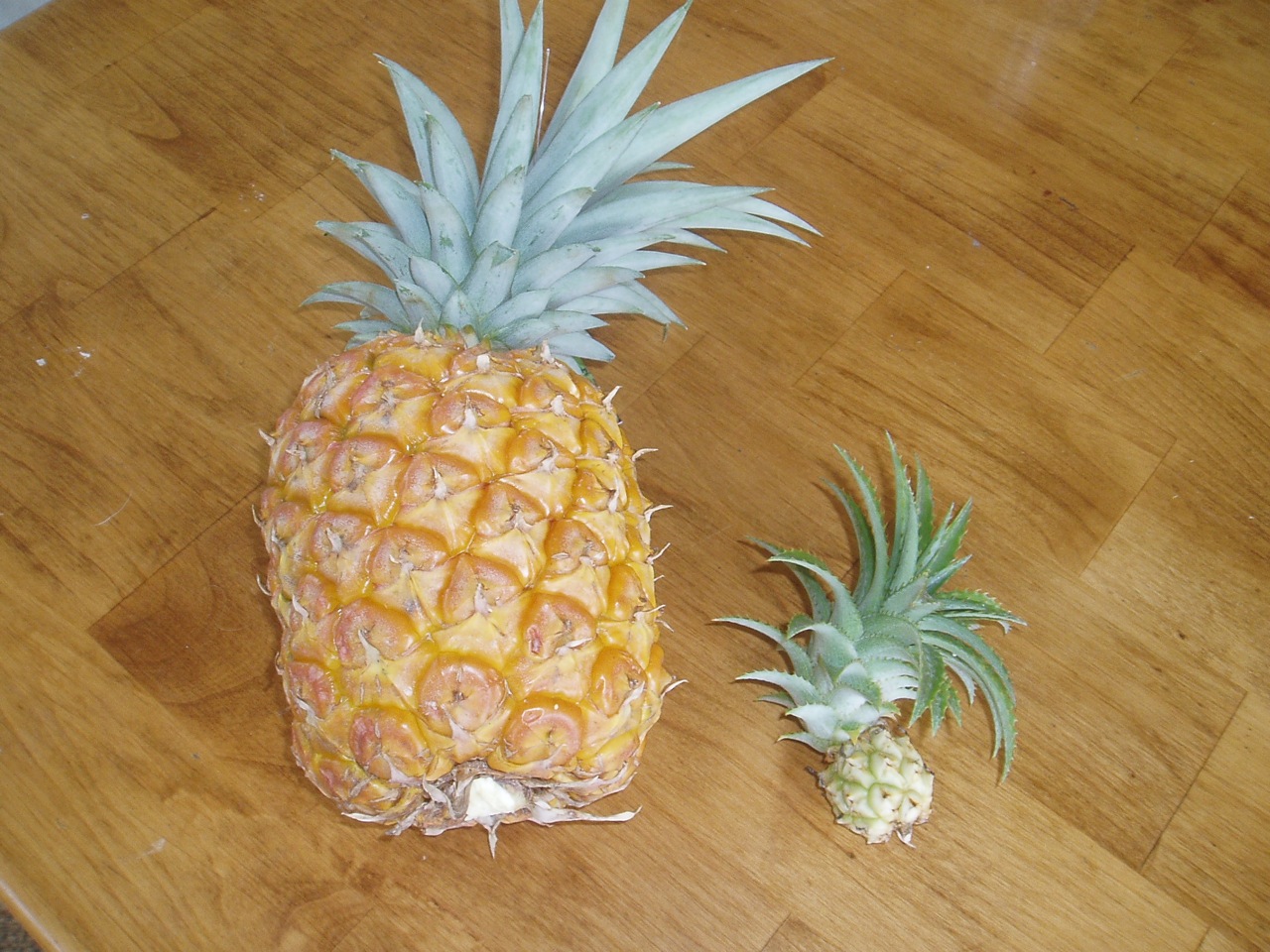 Ananas comosus nanus-2.jpg