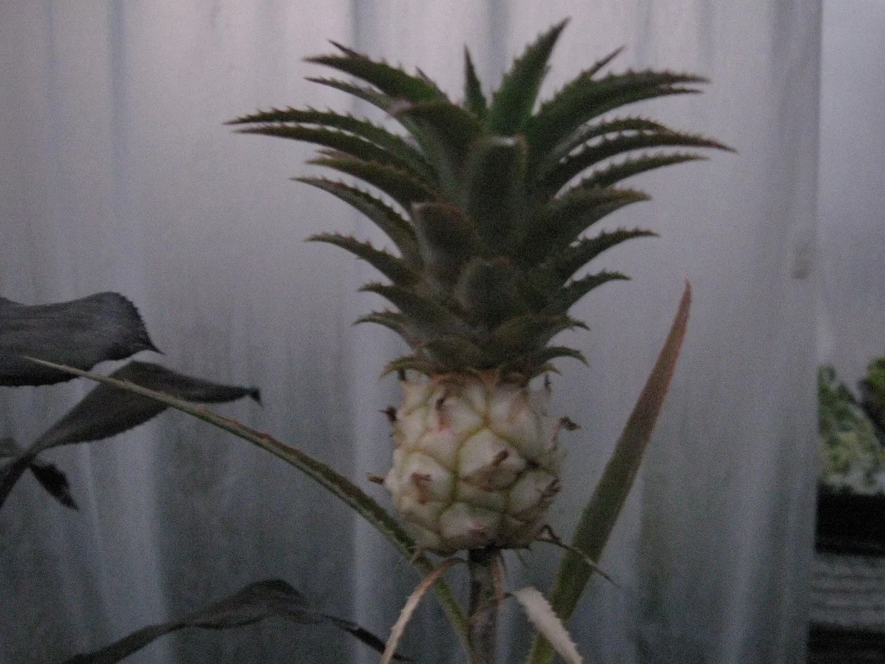 Ananas comosus nanus.jpg