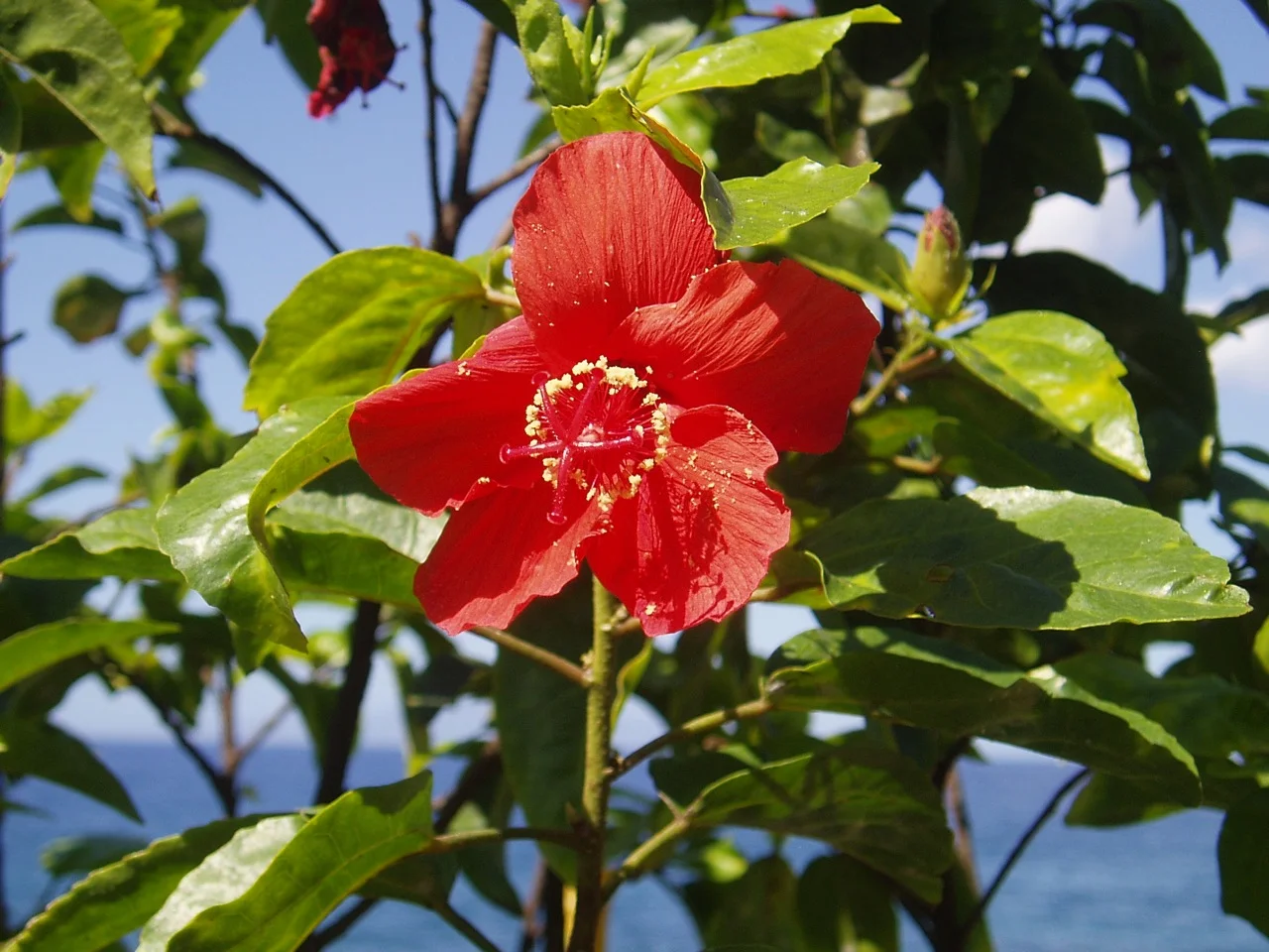 Hibiscus kokio 'Ono'.jpg